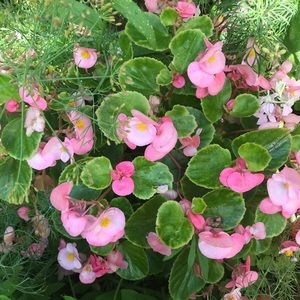 Meet your Posher, Irena